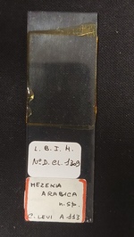 Slide MNHN DCL 1309