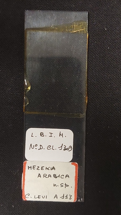 Slide MNHN DCL 1309