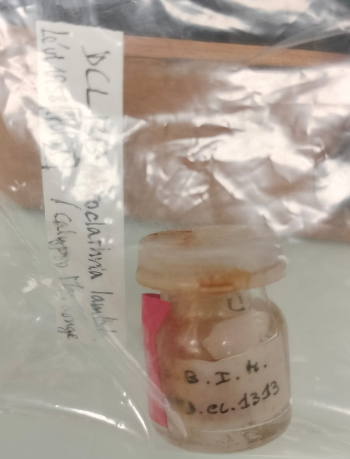 Leptoclathria lambda