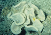 Paratype HBOM 003:01099 in situ.
