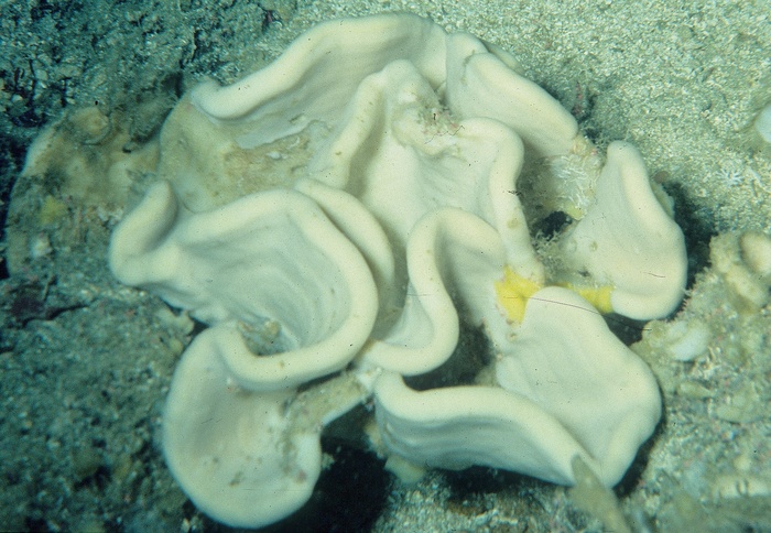 Paratype HBOM 003:01099 in situ.