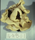 Paratype HBOM 003:01099 on deck