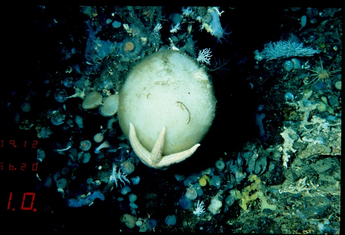 Holotype 003:02004 in situ, 355 m