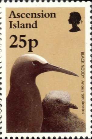 Anous tenuirostris Anous tenuirostris