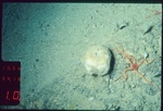 Holotype 003:02001 in situ
