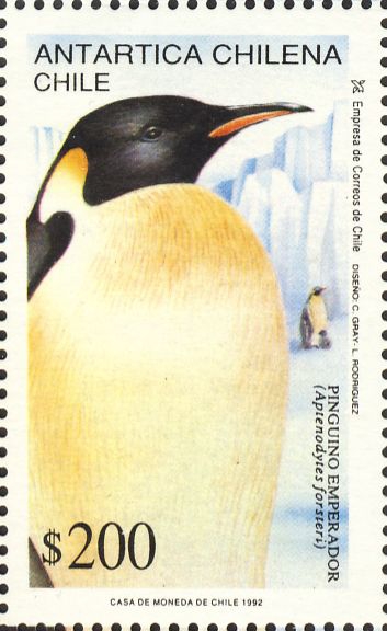 Aptenodytes forsteri Aptenodytes forsteri