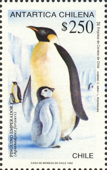 Aptenodytes forsteri Aptenodytes forsteri