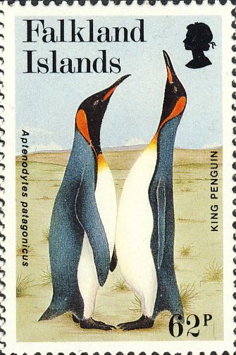 Aptenodytes patagonicus Aptenodytes patagonicus