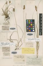 Vignea bracteosa Kunze ex Rchb., BM000888080, lectotype 1)
