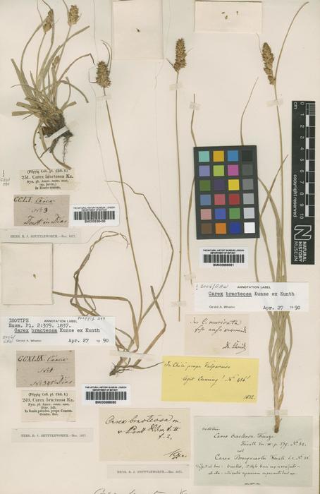 Vignea bracteosa Kunze ex Rchb., BM000888080, lectotype 1)