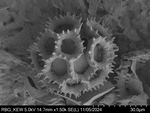 Pollen grain of Baccharoides benguellensis, Pereira, L. 1421