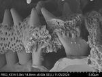 Pollen grain of Baccharoides benguellensis, Pereira, L. 1421
