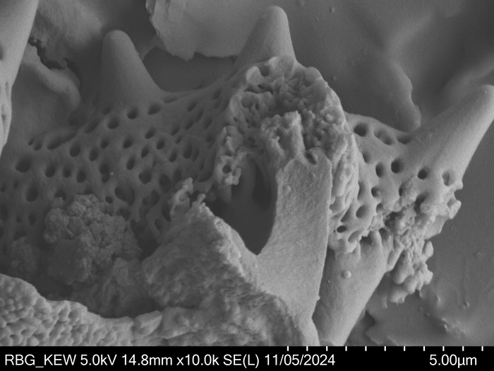Pollen grain of Baccharoides benguellensis, Pereira, L. 1421
