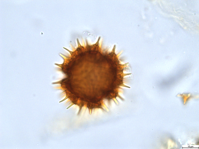 Pollen grain of Bechium nudicaule, Gautier, L.; Ranirison, P., LG5869