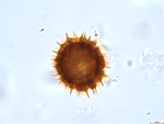 Pollen grain of Bechium nudicaule, Gautier, L.; Ranirison, P., LG5869