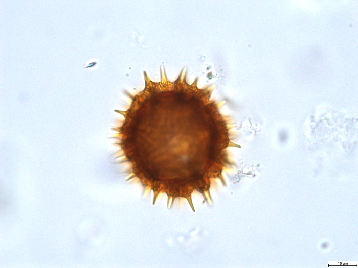 Pollen grain of Bechium nudicaule, Gautier, L.; Ranirison, P., LG5869