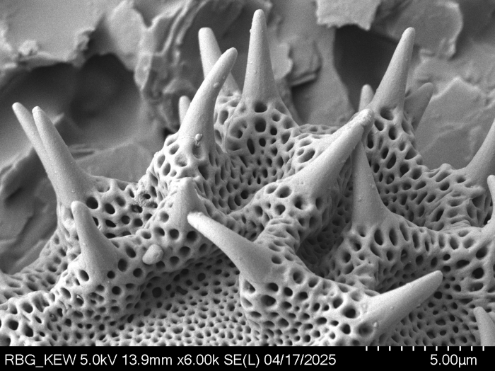 Pollen grain of Bechium nudicaule, Gautier, L.; Ranirison, P., LG5869