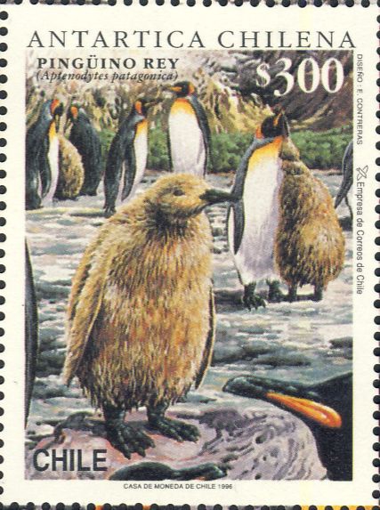 Aptenodytes patagonicus Aptenodytes patagonicus