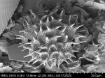 Pollen grain of Bechium nudicaule, Gautier, L.; Ranirison, P., LG5869