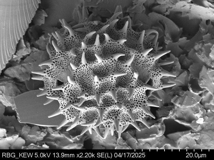 Pollen grain of Bechium nudicaule, Gautier, L.; Ranirison, P., LG5869