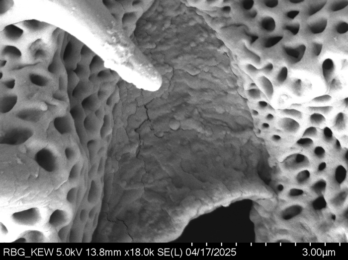 Pollen grain of Bechium nudicaule, Gautier, L.; Ranirison, P., LG5869