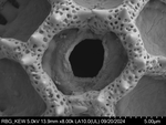 Pollen grain of Bothriocline aggregata, Gossweiler, J., LISU58725