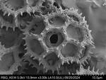 Pollen grain of Bothriocline aggregata, Gossweiler, J., LISU58725
