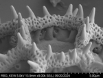 Pollen grain of Bothriocline aggregata, Gossweiler, J., LISU58725