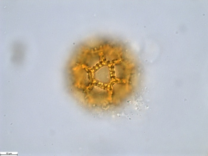Pollen grain of Bothriocline aggregata, Gossweiler, J., LISU58725