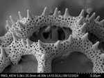 Pollen grain of Bothriocline carrissoi, Borges, A. 68