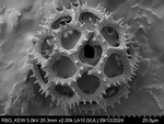 Pollen grain of Bothriocline carrissoi, Borges, A. 68