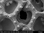 Pollen grain of Bothriocline carrissoi, Borges, A. 68