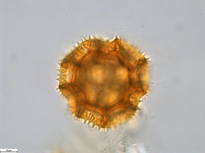 Pollen grain of Bothriocline carrissoi, Borges, A. 68