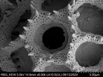 Pollen grain of Bothriocline moramballae, Torre, A.R.; Correia, M.F., 14746