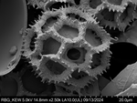 Pollen grain of Bothriocline moramballae, Torre, A.R.; Correia, M.F., 14746