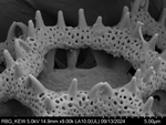 Pollen grain of Bothriocline moramballae, Torre, A.R.; Correia, M.F., 14746