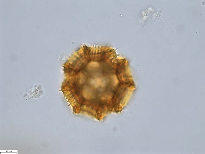 Pollen grain of Bothriocline moramballae, Torre, A.R.; Correia, M.F., 16420