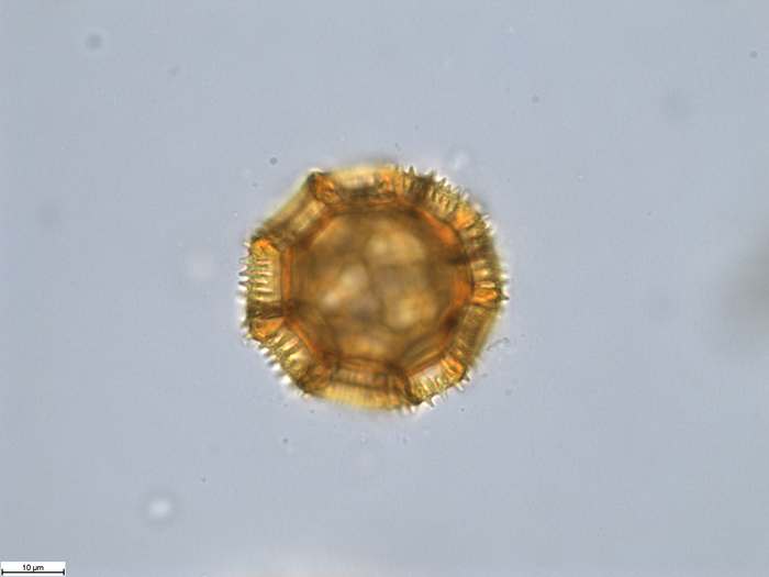 Pollen grain of Bothriocline moramballae, Torre, A.R.; Correia, M.F., 16420