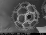 Pollen grain of Bothriocline microcephala, Gossweiler, J., LISU58727
