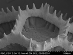 Pollen grain of Bothriocline microcephala, Gossweiler, J., LISU58727