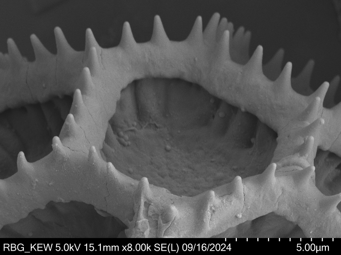 Pollen grain of Bothriocline microcephala, Gossweiler, J., LISU58727