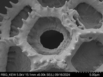 Pollen grain of Bothriocline microcephala, Gossweiler, J., LISU58727