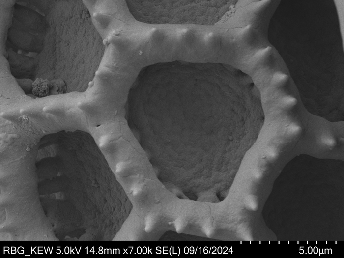 Pollen grain of Bothriocline microcephala, Gossweiler, J., LISU58727