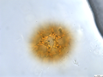 Pollen grain of Bothriocline subcordata, Joris, D87