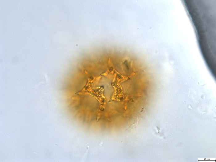 Pollen grain of Bothriocline subcordata, Joris, D87
