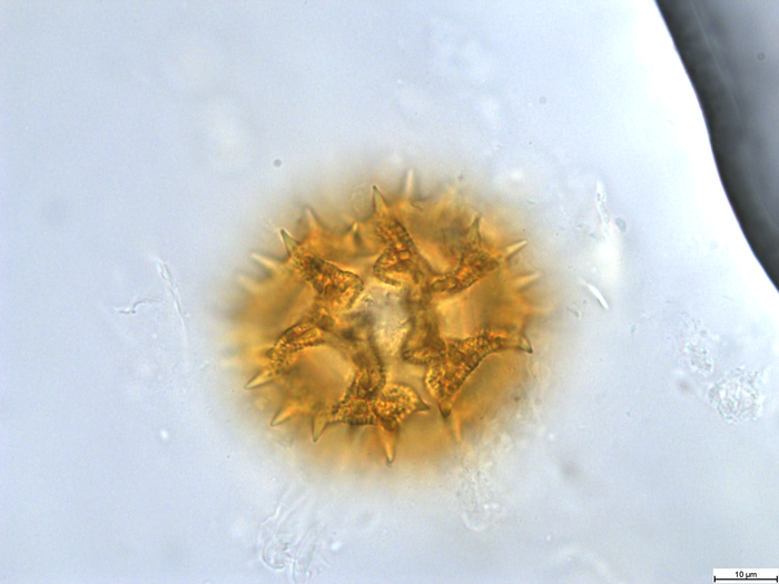 Pollen grain of Bothriocline subcordata, Joris, D87
