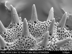 Pollen grain of Brenandendron donianum, Raimundo, A.F., Matos, G.C., Figueira, J.M., 361