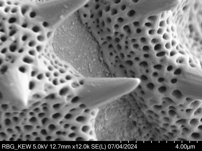 Pollen grain of Brenandendron donianum, Raimundo, A.F., Matos, G.C., Figueira, J.M., 361