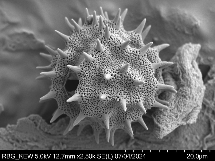 Pollen grain of Brenandendron donianum, Raimundo, A.F., Matos, G.C., Figueira, J.M., 361