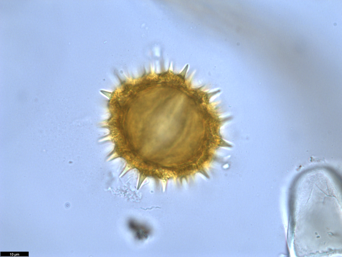 Pollen grain of Brenandendron donianum, Raimundo, A.F., Matos, G.C., Figueira, J.M., 361